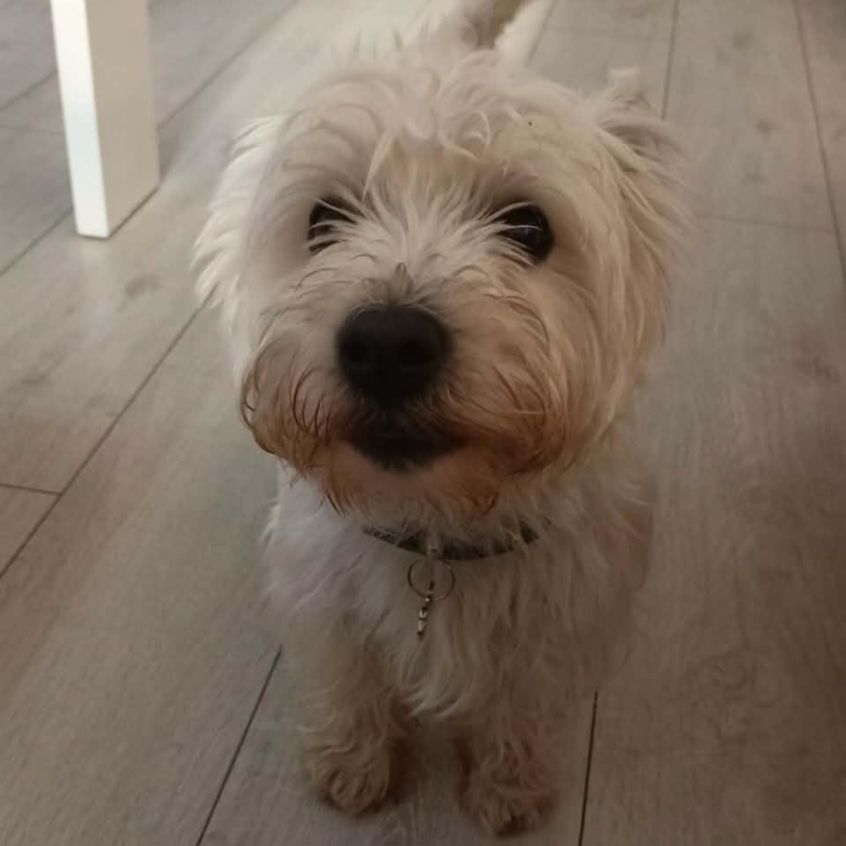 my doug